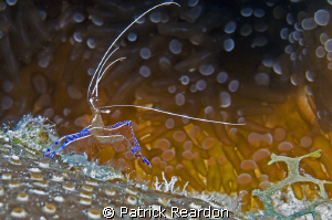 Pederson's shrimp.  Grand Cayman.  Common, but after I lo... by Patrick Reardon 